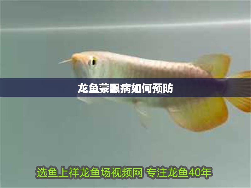龍魚蒙眼病如何預防
