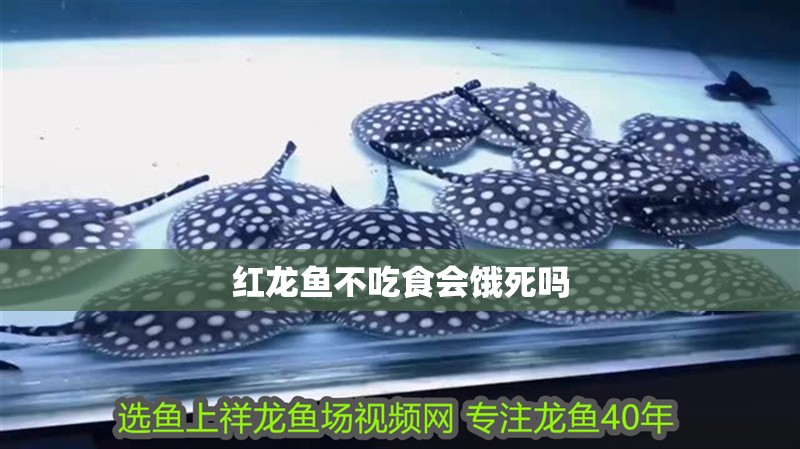 給大魚缸換水的作文:體驗(yàn)給大魚缸換水的樂趣:體驗(yàn)給大魚缸換水:給大魚缸換水的作文 紅龍魚不吃食會(huì)餓死嗎 龍魚論壇 紅龍魚不吃食會(huì)餓死嗎 紅龍魚不吃食會(huì)餓死嗎 龍魚論壇