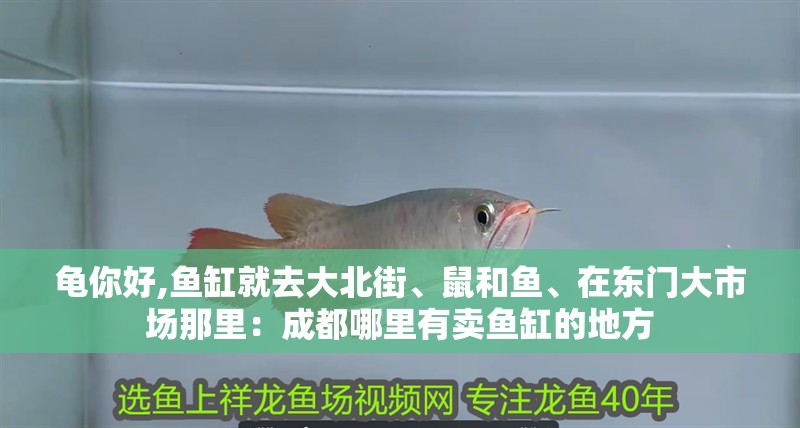 龜你好,魚缸就去大北街、鼠和魚、在東門大市場那里：<strong><mark>成都</mark></strong>哪里有賣魚缸的地方