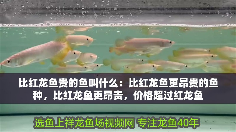 比紅龍魚貴的魚叫什么：比紅龍魚更昂貴的魚種，比紅龍魚更昂貴，價格超過紅龍魚