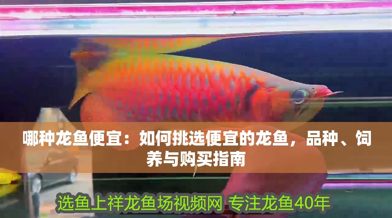 哪種龍魚便宜：如何挑選便宜的龍魚，品種、飼養與購買指南