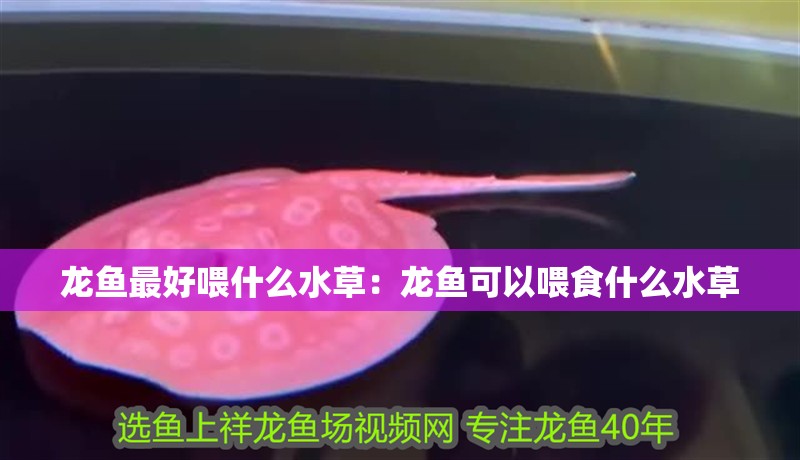 龍魚最好喂什么水草：龍魚可以喂食什么水草 龍魚最好喂什么水草：龍魚可以喂食什么水草 龍魚百科