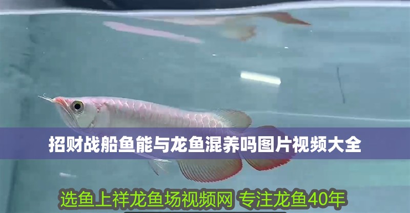 招財戰船魚能與龍魚混養嗎圖片視頻大全