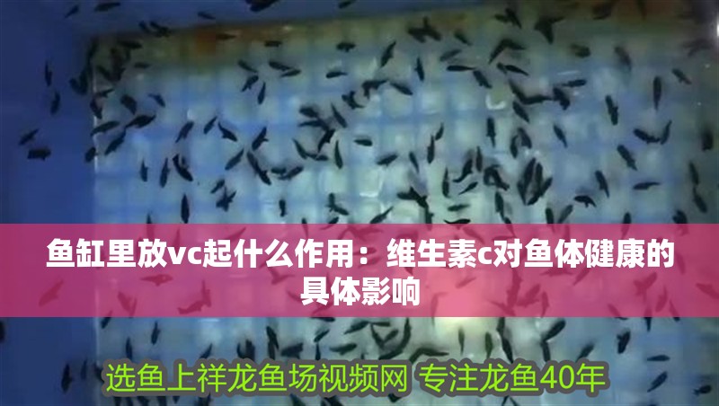 魚缸里放vc起什么作用：維生素c對魚體健康的具體影響