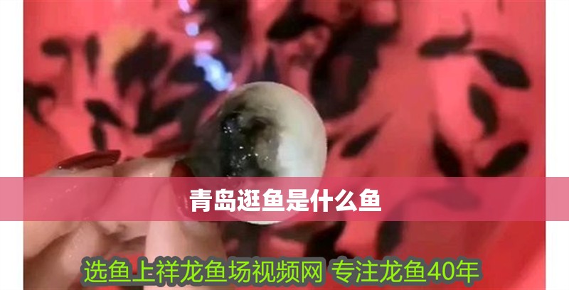 青島逛魚(yú)是什么魚(yú)