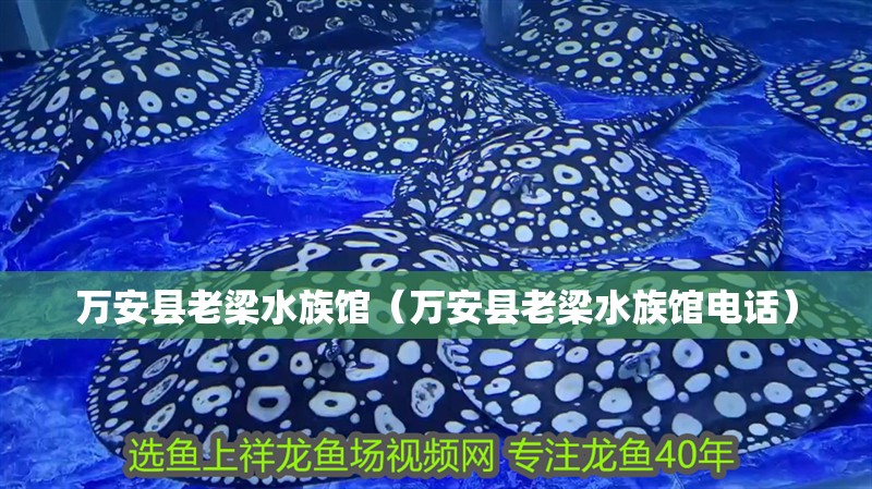 萬安縣老梁水族館（萬安縣老梁水族館電話）