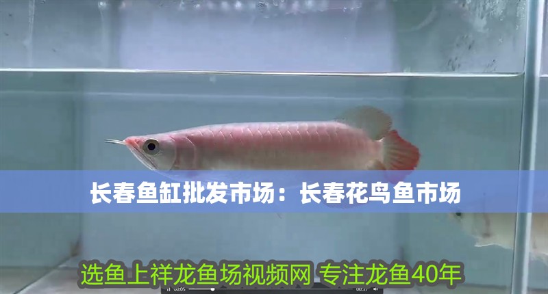 長春魚缸批發市場：長春花鳥魚市場