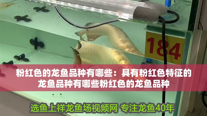 粉紅色的龍魚品種有哪些：具有粉紅色特征的龍魚品種有哪些粉紅色的龍魚品種 粉紅色的龍魚品種有哪些：具有粉紅色特征的龍魚品種有哪些粉紅色的龍魚品種 龍魚百科