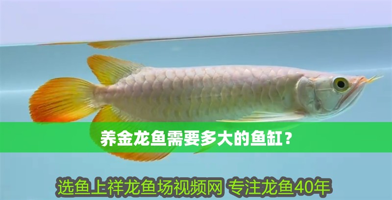 養金龍魚需要多大的魚缸？ 養金龍魚需要多大的魚缸？ 龍魚論壇