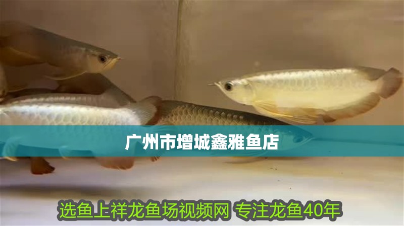 廣州市增城鑫雅魚店