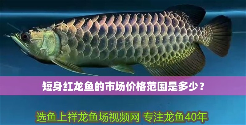 短身紅龍魚的市場(chǎng)價(jià)格范圍是多少？
