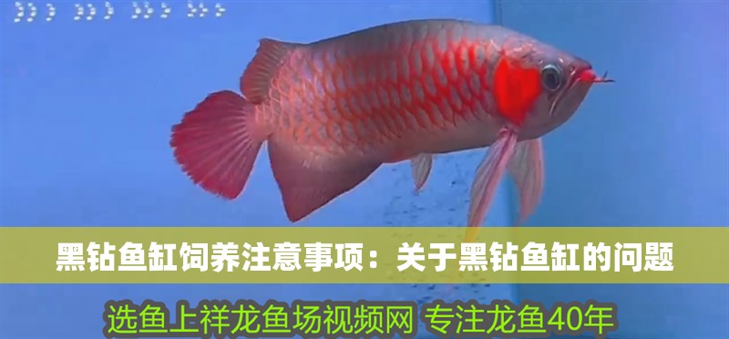 黑鉆魚缸飼養注意事項：關于黑鉆魚缸的問題 黑鉆魚缸飼養注意事項：關于黑鉆魚缸的問題 魚缸百科