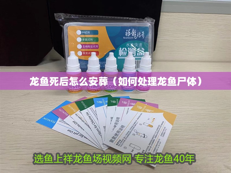 龍魚死后怎么安葬（如何處理龍魚尸體）