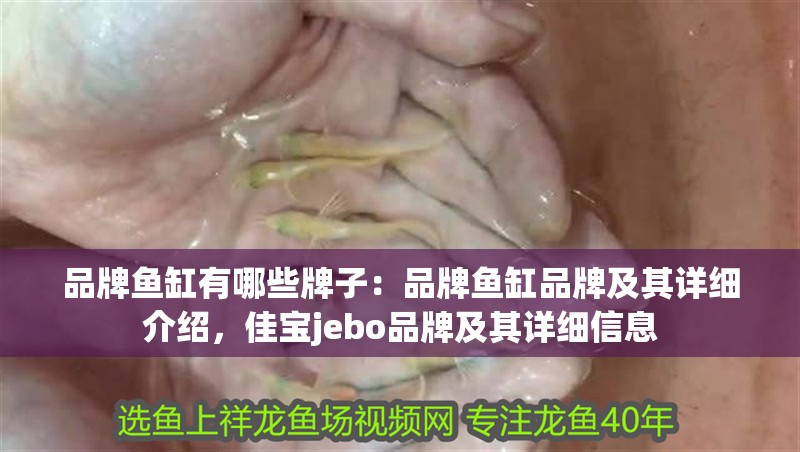 龍魚干蝦有營養嗎 品牌魚缸有哪些牌子:品牌魚缸品牌及其詳細介紹,佳寶jebo品牌及其詳細信息 魚缸百科 品牌魚缸有哪些牌子:品牌魚缸品牌及其詳細介紹,佳寶jebo品牌及其詳細信息 品牌魚缸有哪些牌子:品牌魚缸品牌及其詳細介紹,佳寶jebo品牌及其詳細信息 魚缸百科