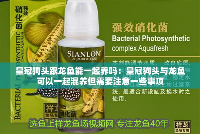 皇冠狗頭跟龍魚能一起養(yǎng)嗎：皇冠狗頭與龍魚可以一起混養(yǎng)但需要注意一些事項