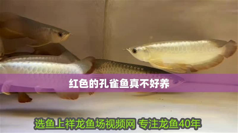 紅色的孔雀魚真不好養(yǎng)