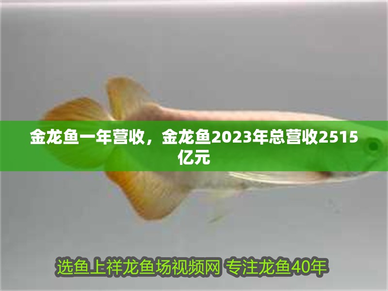金龍魚一年營收，金龍魚2023年總營收2515億元