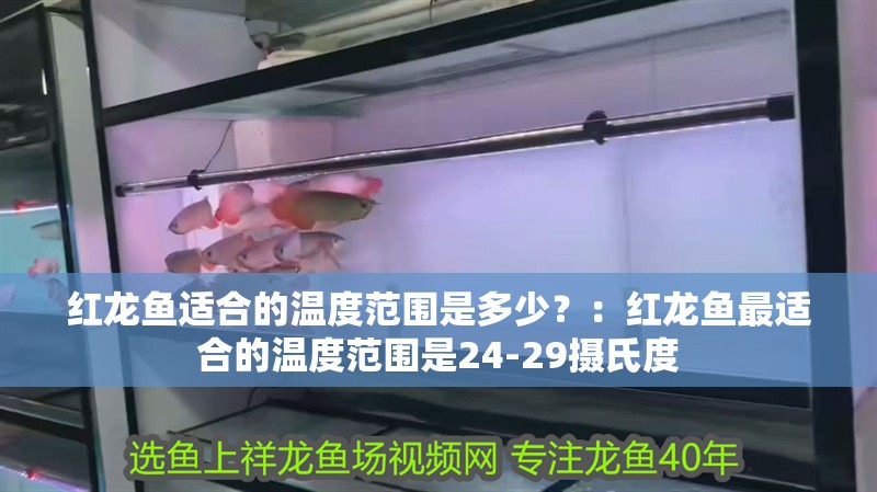 紅龍魚適合的溫度范圍是多少？：紅龍魚最適合的溫度范圍是24-29攝氏度