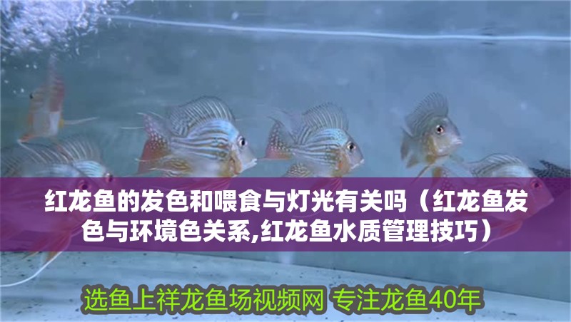 紅龍魚的發色和喂食與燈光有關嗎（紅龍魚發色與環境色關系,紅龍魚水質管理技巧） 紅龍魚的發色和喂食與燈光有關嗎（紅龍魚發色與環境色關系,紅龍魚水質管理技巧） 龍魚百科