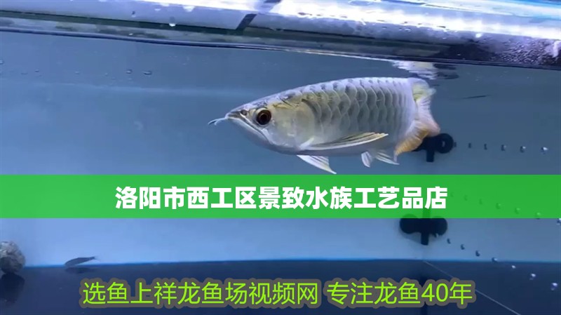 洛陽市西工區(qū)景致水族工藝品店