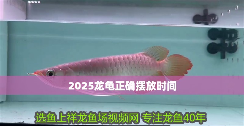 2025龍龜正確擺放時間