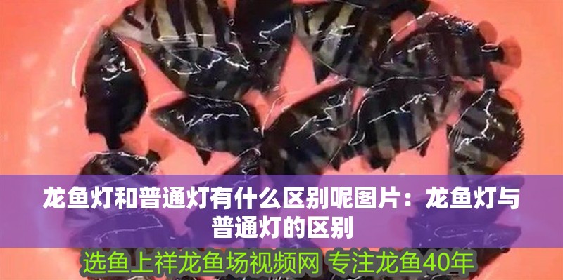 我的虎魚真菌感染了要怎么處理 龍魚燈和普通燈有什么區別呢圖片:龍魚燈與普通燈的區別 龍魚百科 龍魚燈和普通燈有什么區別呢圖片:龍魚燈與普通燈的區別 龍魚燈和普通燈有什么區別呢圖片:龍魚燈與普通燈的區別 龍魚百科