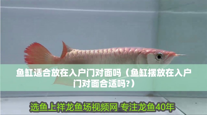 魚缸適合放在入戶門對面嗎（魚缸擺放在入戶門對面合適嗎?）