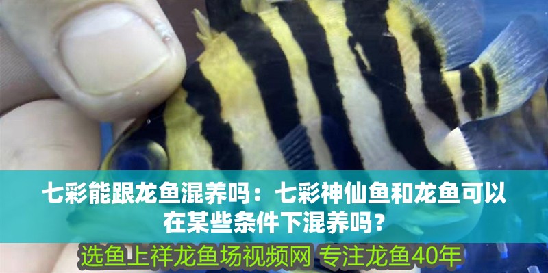 七彩能跟龍魚混養(yǎng)嗎：七彩神仙魚和龍魚可以在某些條件下混養(yǎng)嗎？