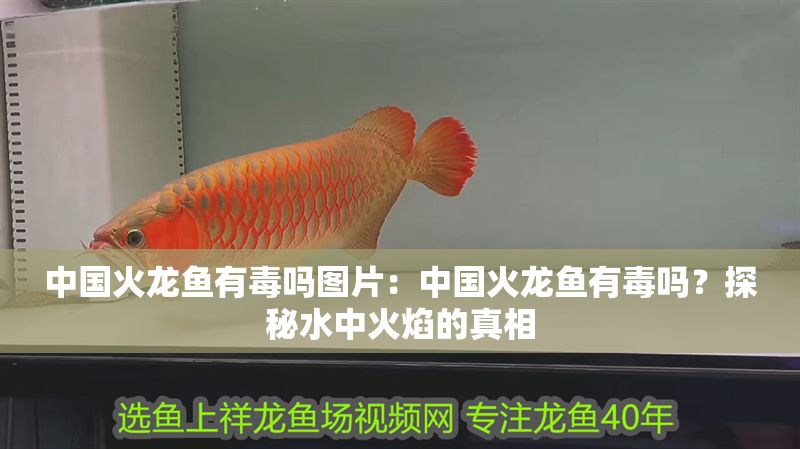 中國火龍魚有毒嗎圖片：中國火龍魚有毒嗎？探秘水中火焰的真相