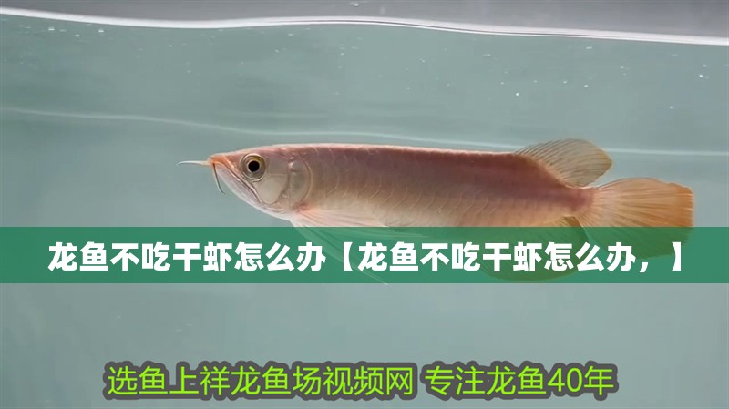 龍魚不吃干蝦怎么辦【龍魚不吃干蝦怎么辦，】