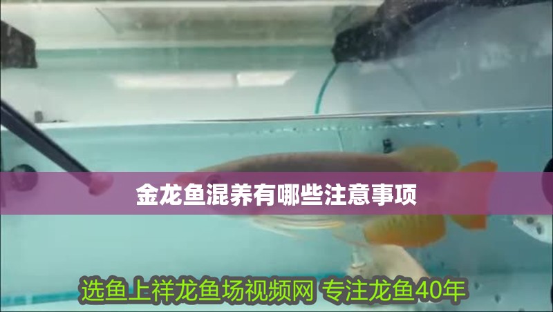 金龍魚混養(yǎng)有哪些注意事項(xiàng)