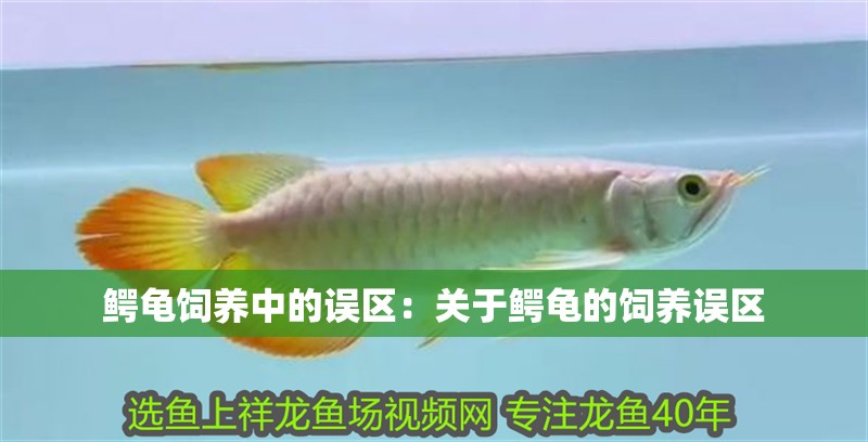 鱷龜飼養中的誤區：關于鱷龜的飼養誤區 鱷龜飼養中的誤區：關于鱷龜的飼養誤區 魚缸百科