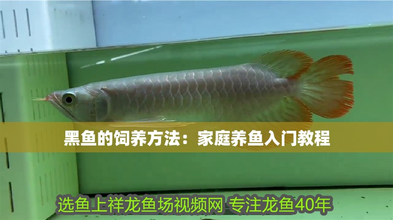 黑魚的飼養方法：家庭養魚入門教程