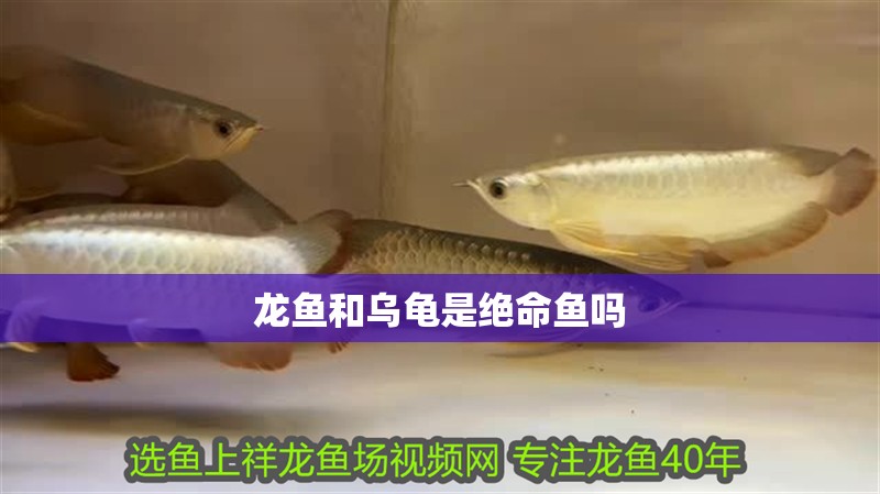 龍魚和烏龜是絕命魚嗎