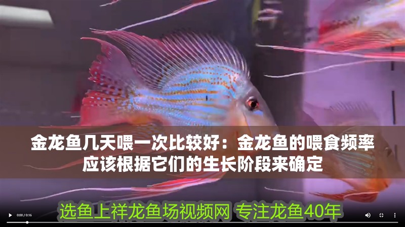 金龍魚幾天喂一次比較好：金龍魚的喂食頻率應該根據它們的生長階段來確定