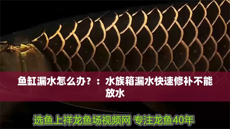 魚缸漏水怎么辦？：水族箱漏水快速修補不能放水