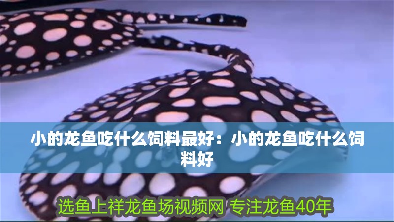 小的龍魚吃什么飼料最好：小的龍魚吃什么飼料好