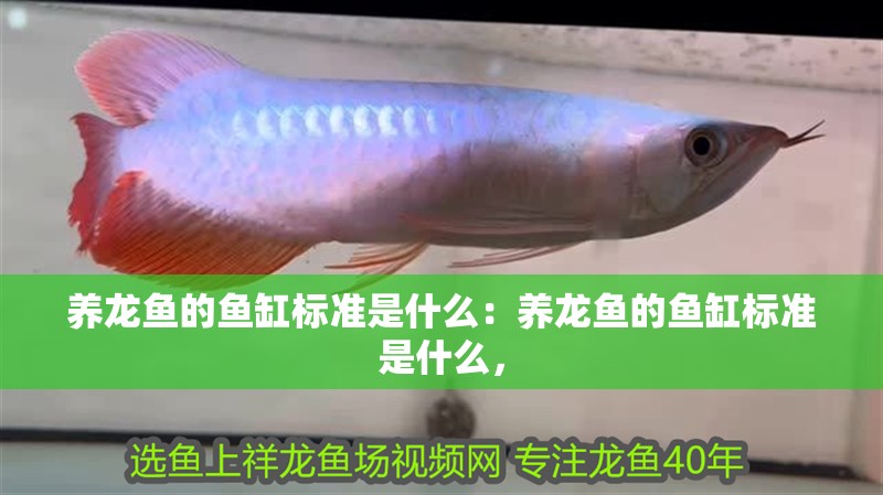 養(yǎng)龍魚的魚缸標(biāo)準(zhǔn)是什么：養(yǎng)龍魚的魚缸標(biāo)準(zhǔn)是什么， 養(yǎng)龍魚的魚缸標(biāo)準(zhǔn)是什么：養(yǎng)龍魚的魚缸標(biāo)準(zhǔn)是什么， 龍魚百科