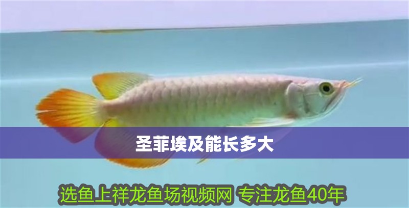 圣菲埃及能長(zhǎng)多大