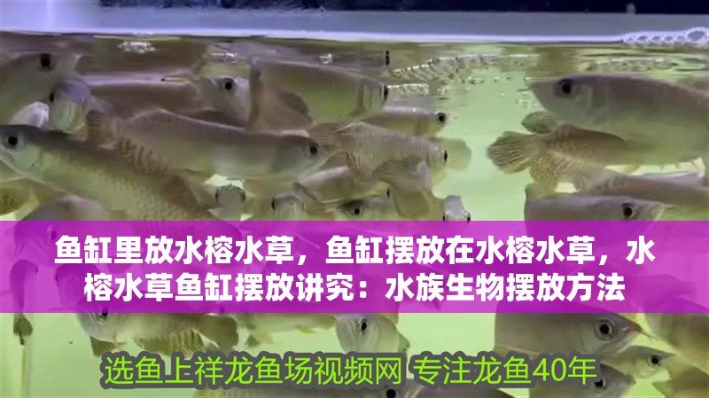魚缸里放水榕水草，魚缸擺放在水榕水草，水榕水草魚缸擺放講究：水族生物擺放方法