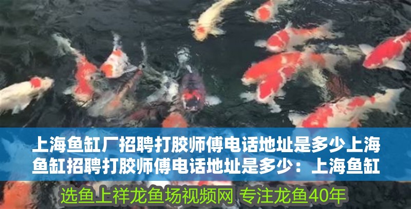 上海魚缸廠招聘打膠師傅電話地址是多少上海魚缸招聘打膠師傅電話地址是多少：上海魚缸廠招聘打膠師傅電話地址 上海魚缸廠招聘打膠師傅電話地址是多少上海魚缸招聘打膠師傅電話地址是多少：上海魚缸廠招聘打膠師傅電話地址 魚缸百科