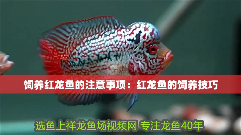 飼養紅龍魚的注意事項：紅龍魚的飼養技巧 飼養紅龍魚的注意事項：紅龍魚的飼養技巧 龍魚百科