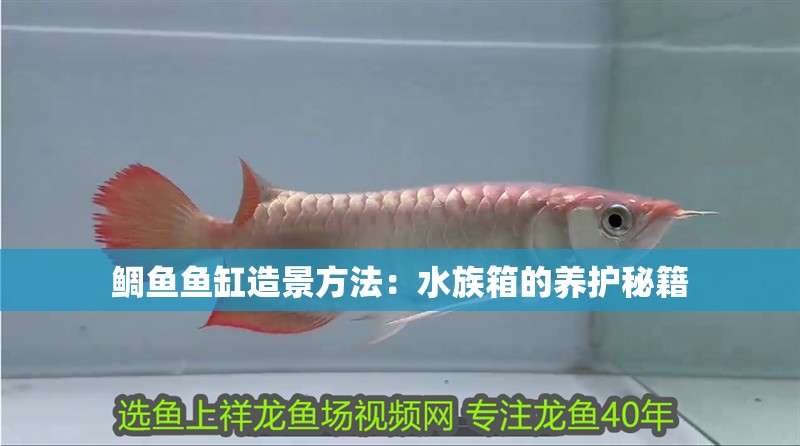 鯛魚魚缸造景方法：水族箱的養(yǎng)護秘籍
