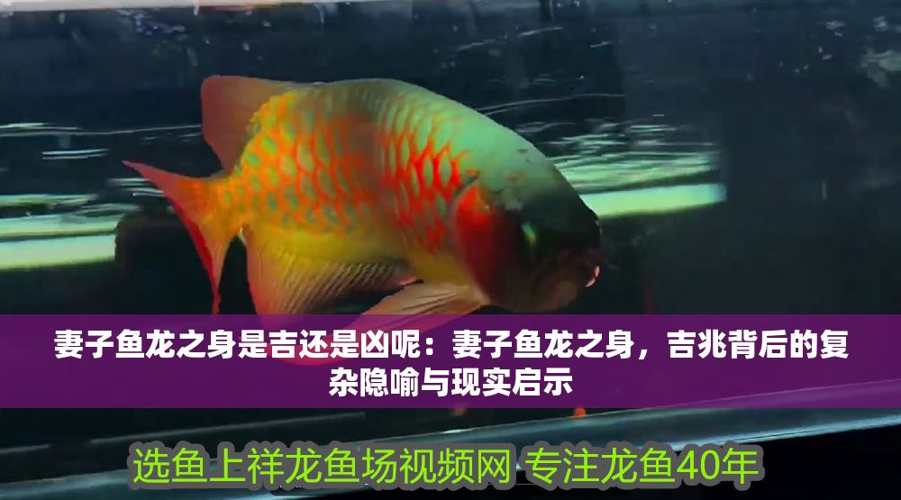 妻子魚龍之身是吉還是兇呢：妻子魚龍之身，吉兆背后的復雜隱喻與現實啟示