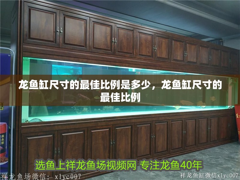 龍魚缸尺寸的最佳比例是多少，龍魚缸尺寸的最佳比例 龍魚缸尺寸的最佳比例是多少，龍魚缸尺寸的最佳比例 魚缸百科