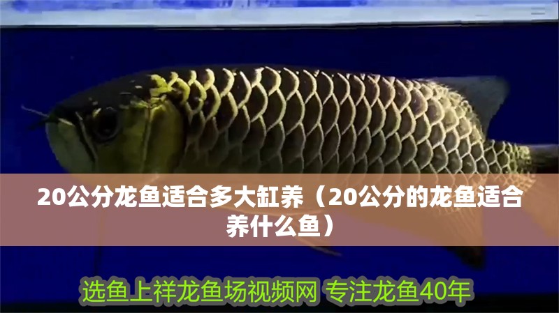 20公分龍魚適合多大缸養（20公分的龍魚適合養什么魚）