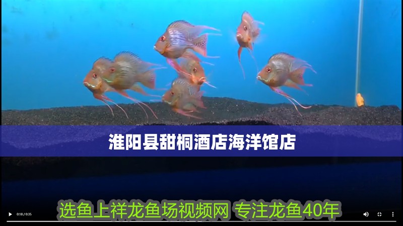 淮陽縣甜桐酒店海洋館店