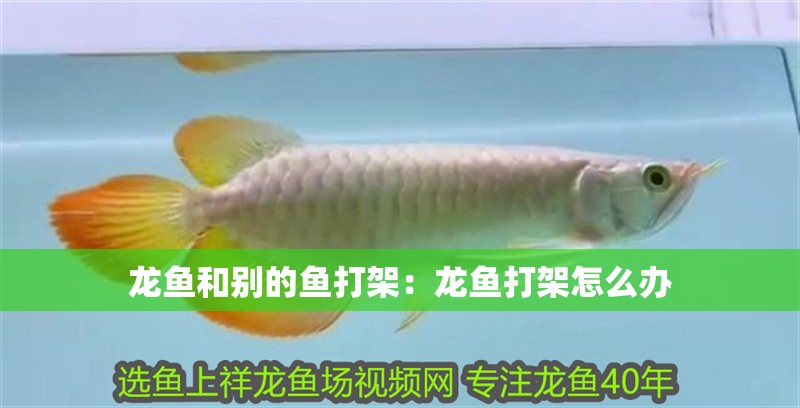 龍魚和別的魚打架：龍魚打架怎么辦