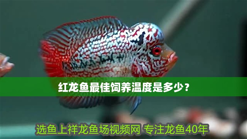紅龍魚最佳飼養溫度是多少？