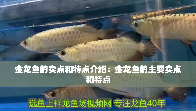 金龍魚的賣點和特點介紹：金龍魚的主要賣點和特點